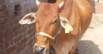 cattle-home-img